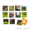 記憶遊戲卡片_客製化國外記憶遊戲卡片組合